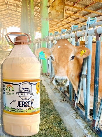 Jersey Sütü Hakkında…