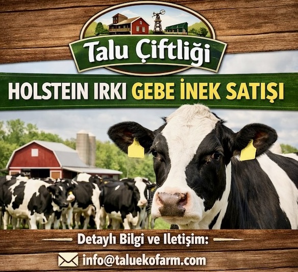 Talu Çiftliği’nden Holstein Irkı Gebe Düve Satışı